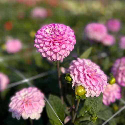 Bolldahlia 'Genova'