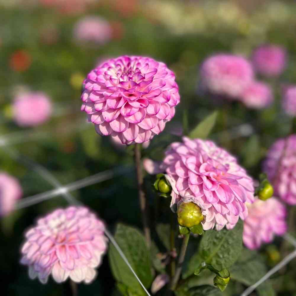 Bolldahlia 'Genova'