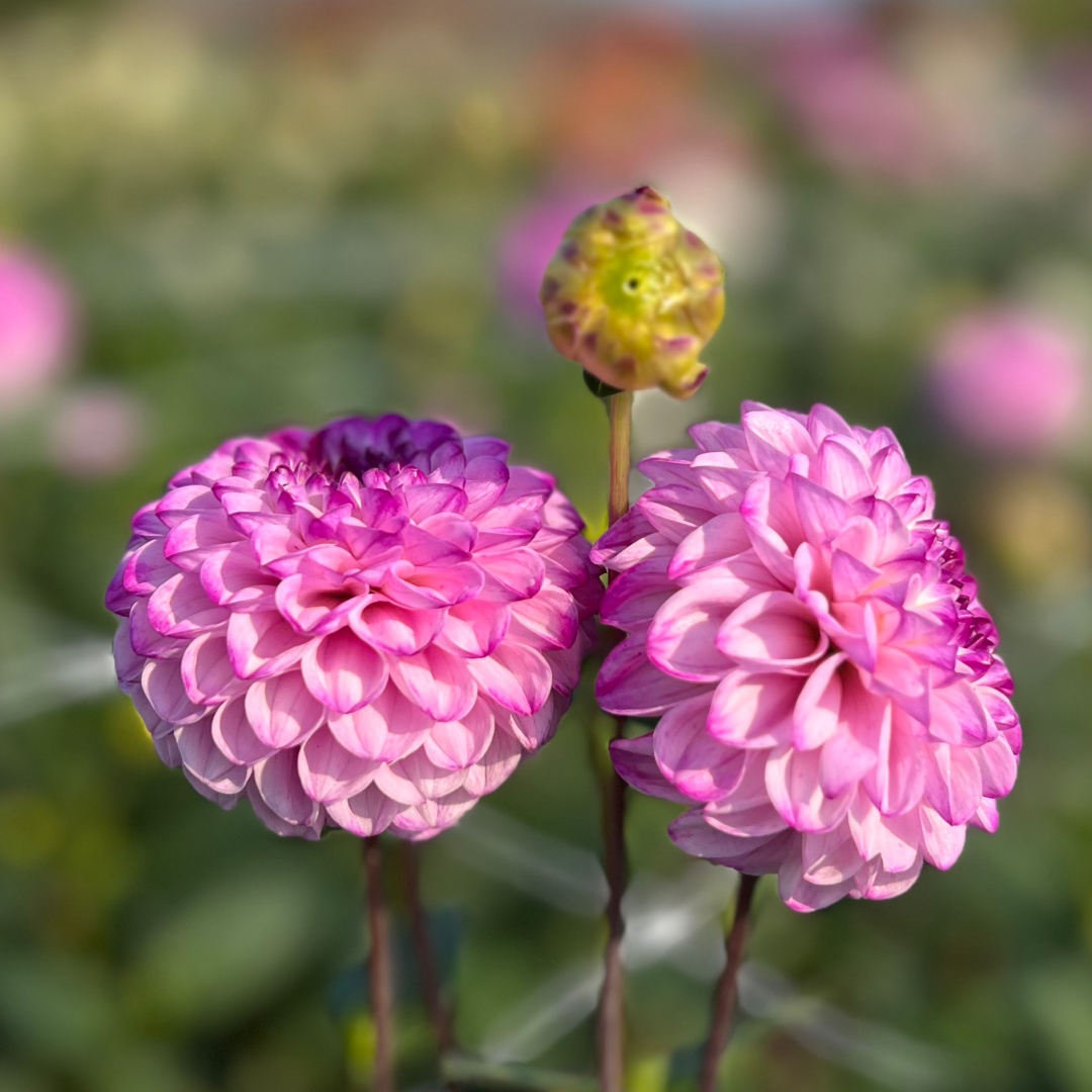 Bolldahlia 'Genova'