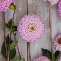 Bolldahlia 'Genova'