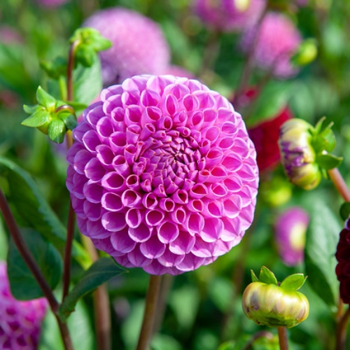 Pallodaalia 'Isabel'