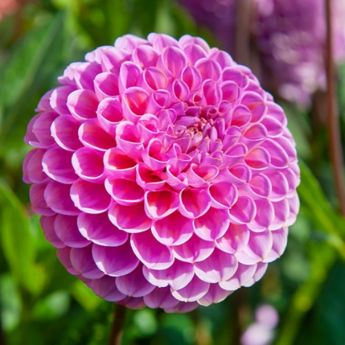 Pallodaalia 'Isabel'