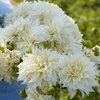 Koristedaalia 'Cafe au Lait Supreme'
