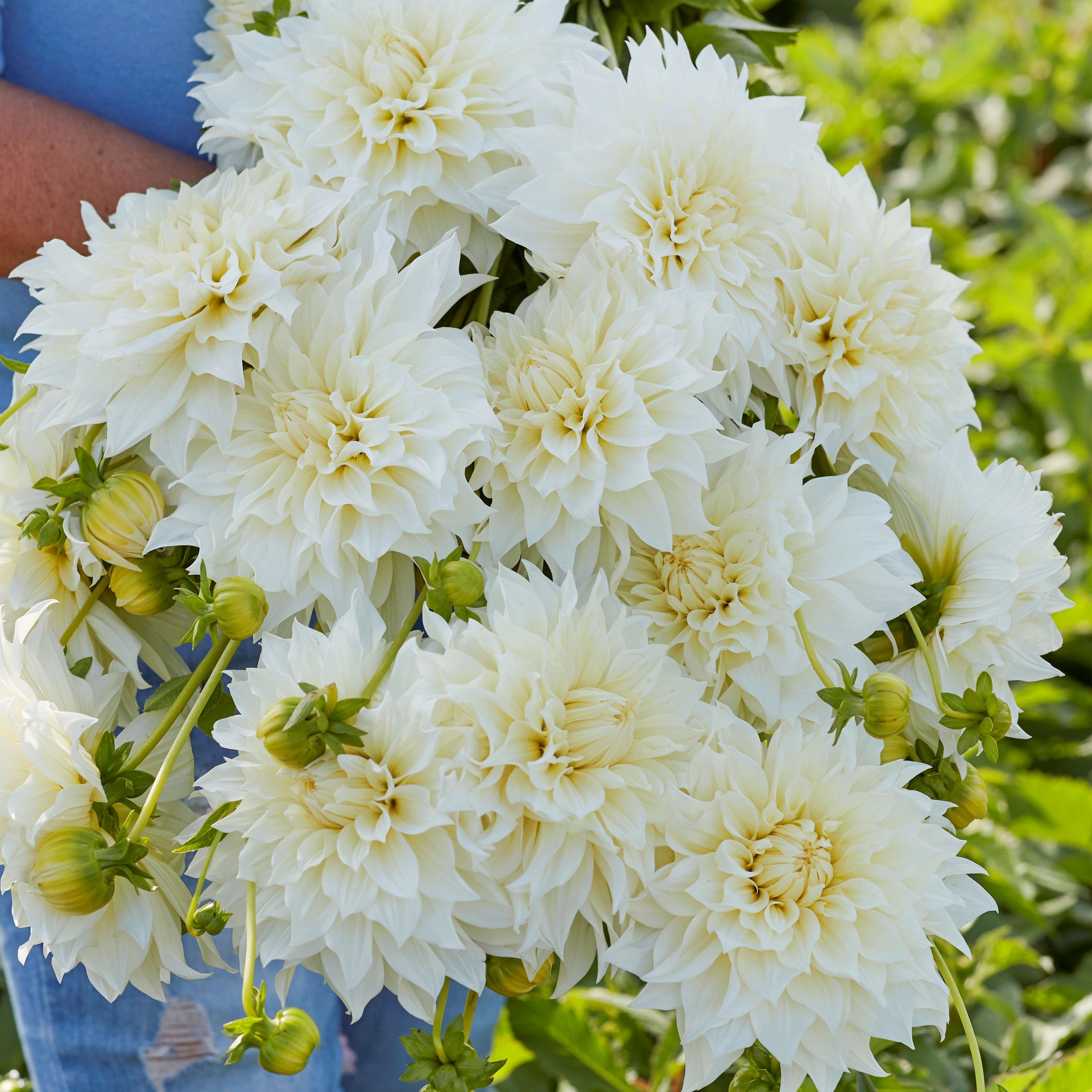 Dekorativdahlia 'Cafe au Lait Supreme'