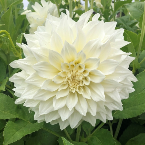 Dekorativdahlia 'Cafe au Lait Supreme'