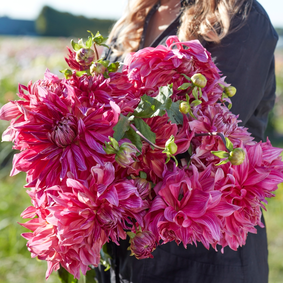 Dekorativdahlia 'Penhill Dark Monarch'