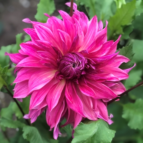 Dekorativdahlia 'Penhill Dark Monarch'
