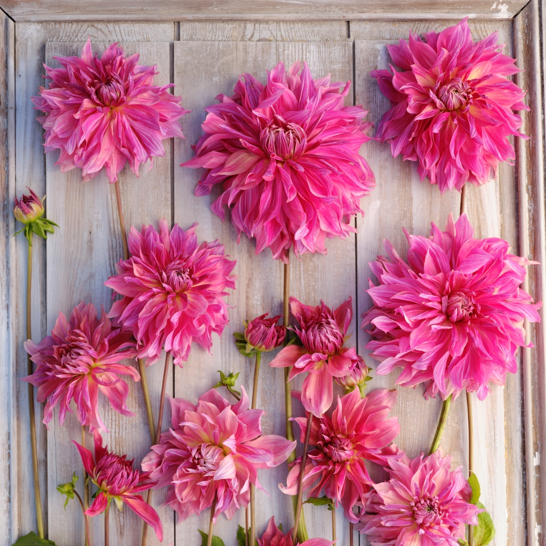 Dekorativdahlia 'Penhill Dark Monarch'
