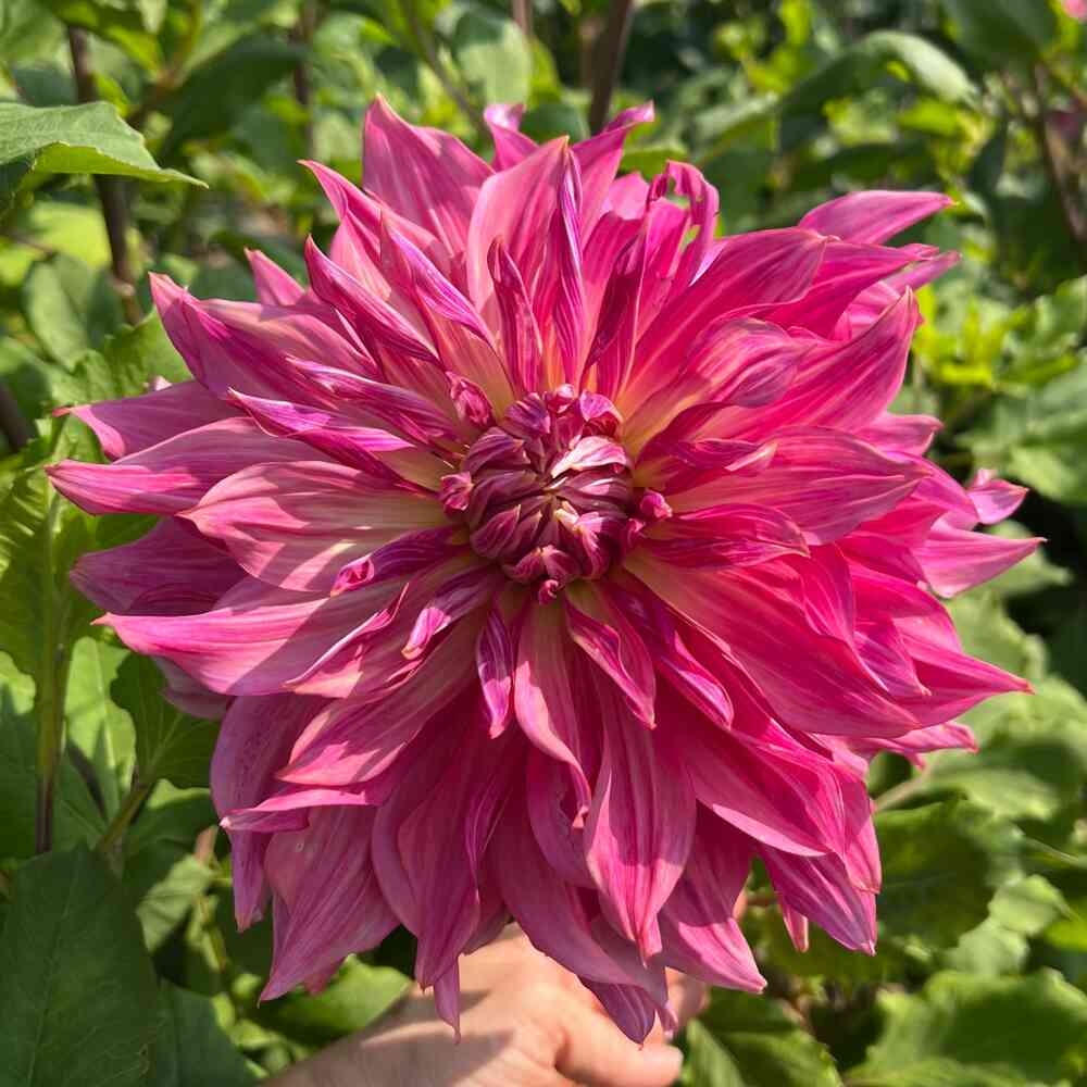 Dekorativdahlia 'Penhill Dark Monarch'