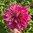 Dekorativdahlia 'Penhill Dark Monarch'