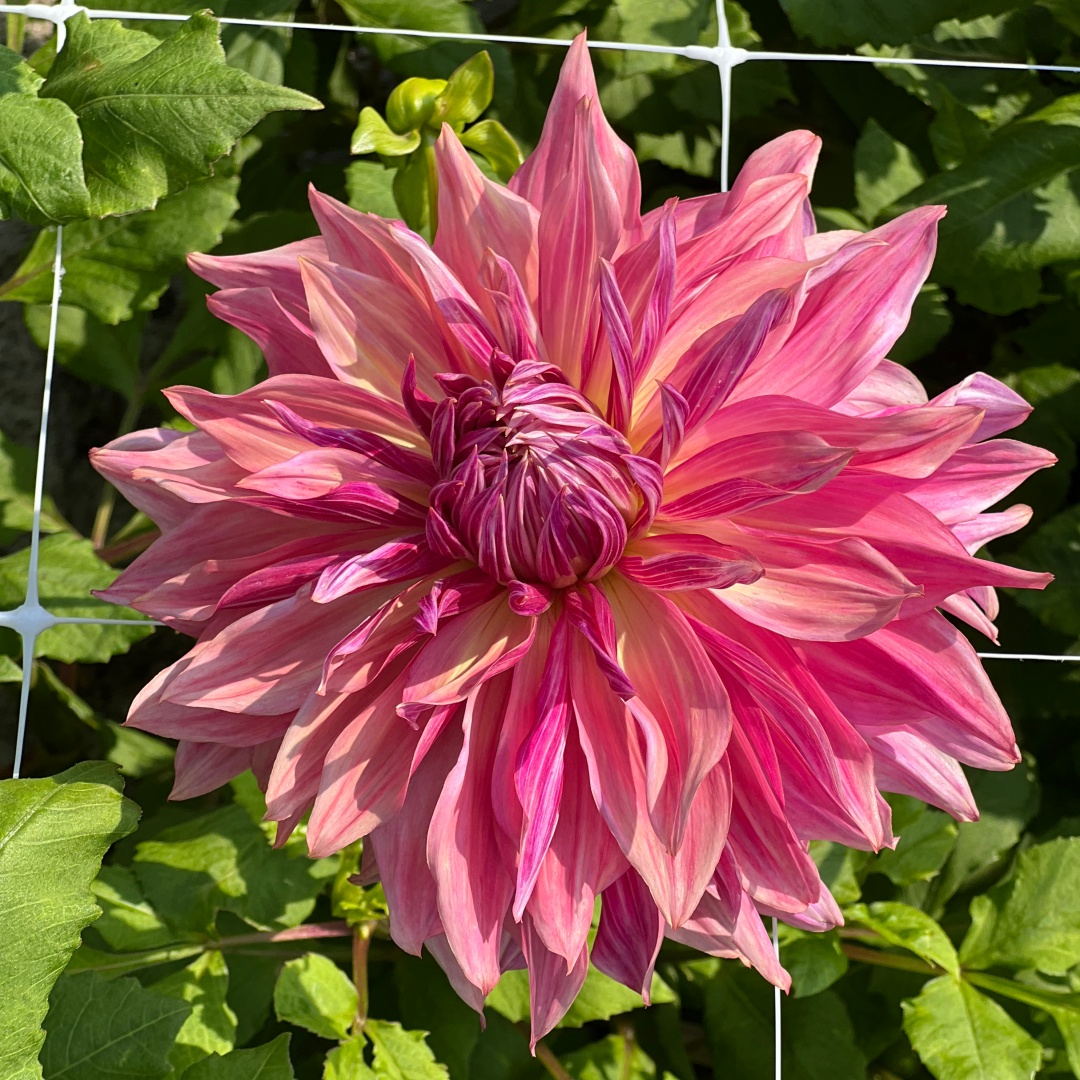 Dekorativdahlia 'Penhill Dark Monarch'