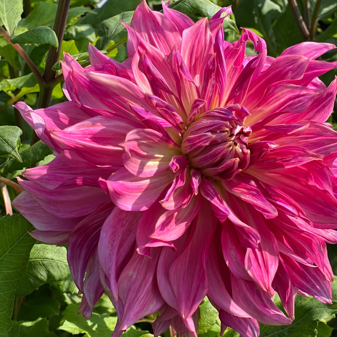 Dekorativdahlia 'Penhill Dark Monarch'