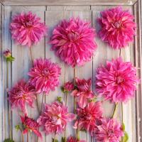 Dekorativdahlia 'Penhill Dark Monarch'