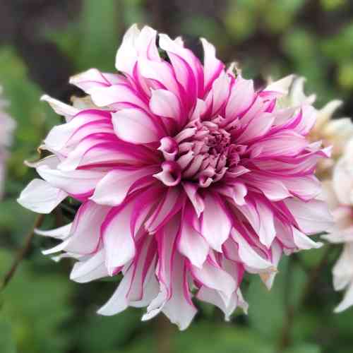 Dekorativdahlia 'Radegast'