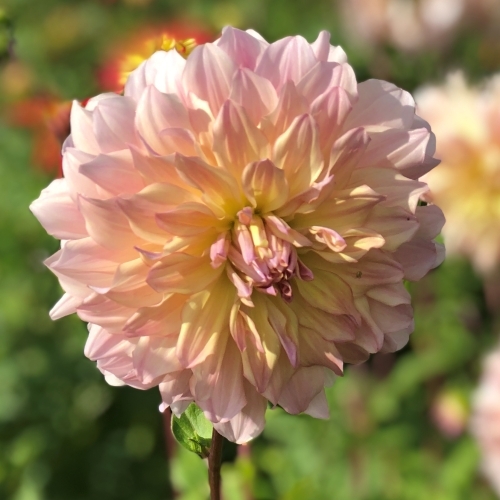 Dekorativdahlia 'Pjotr V'