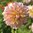 Dekorativdahlia 'Pjotr V'