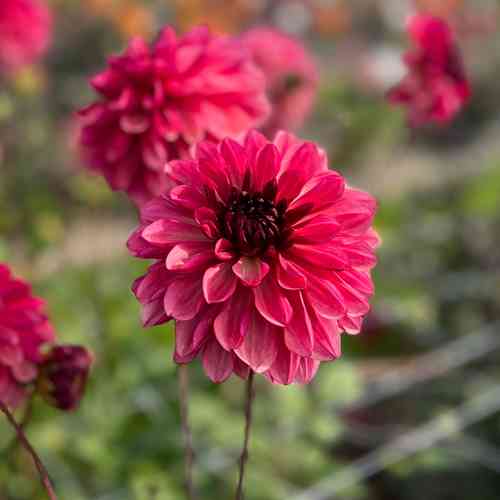 Dekorativdahlia 'Bacardi'