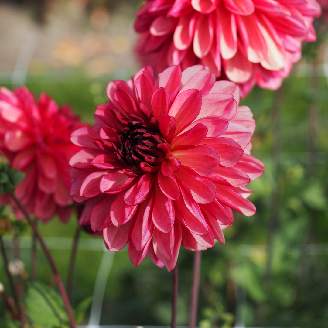Dekorativdahlia 'Bacardi'