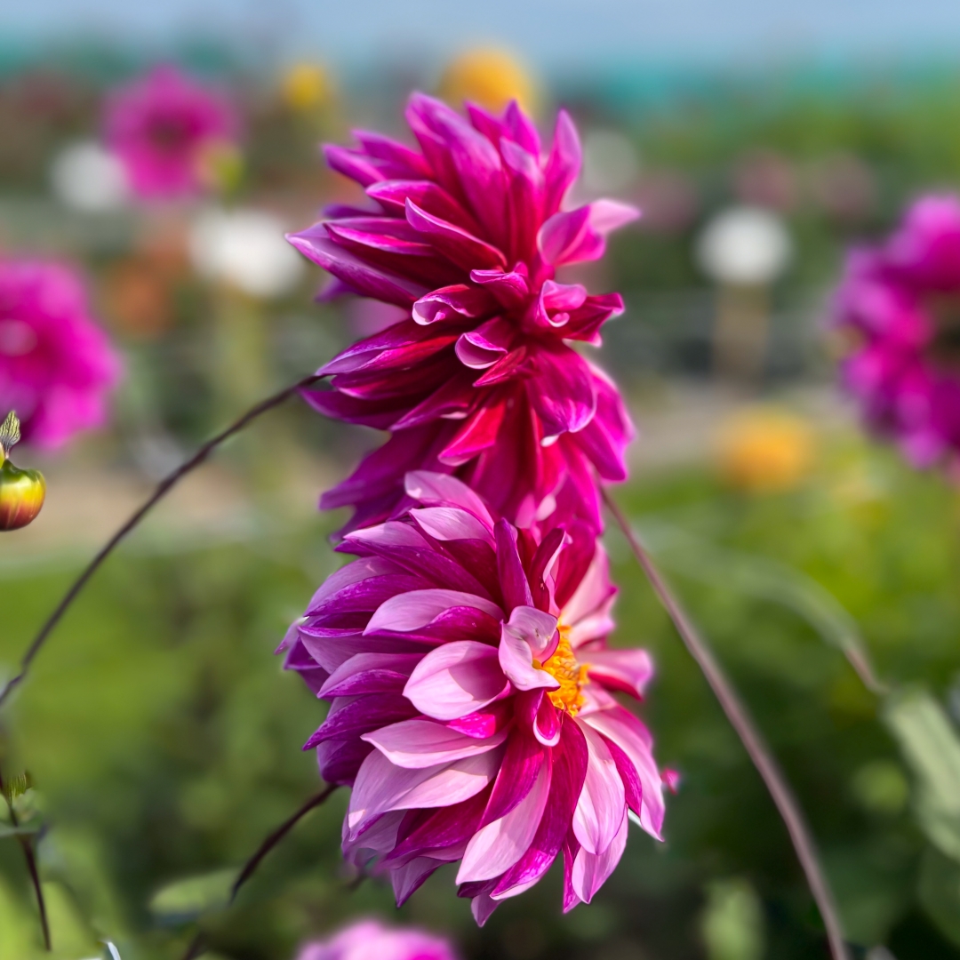 Dekorativdahlia 'Blueberry Classic'