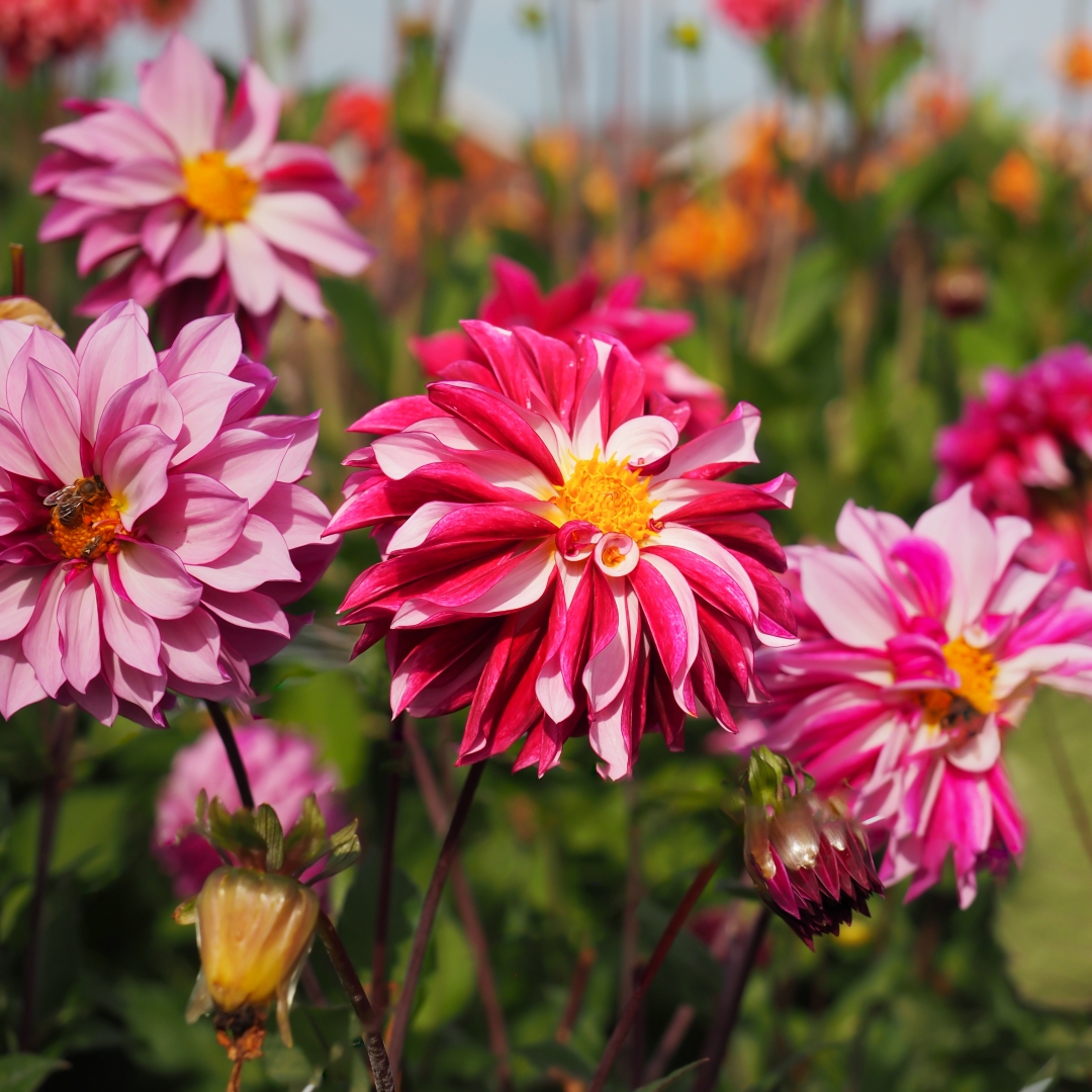 Dekorativdahlia 'Blueberry Classic'