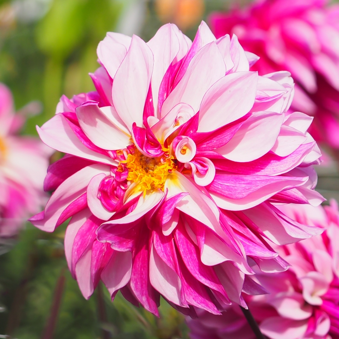 Dekorativdahlia 'Blueberry Classic'