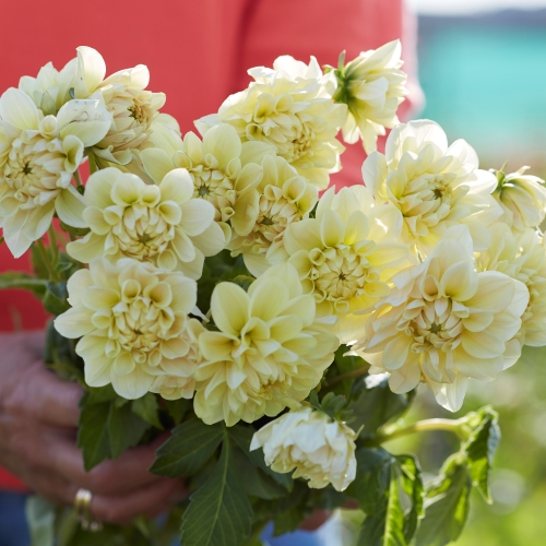 Dekorativdahlia 'Caramel Antique'