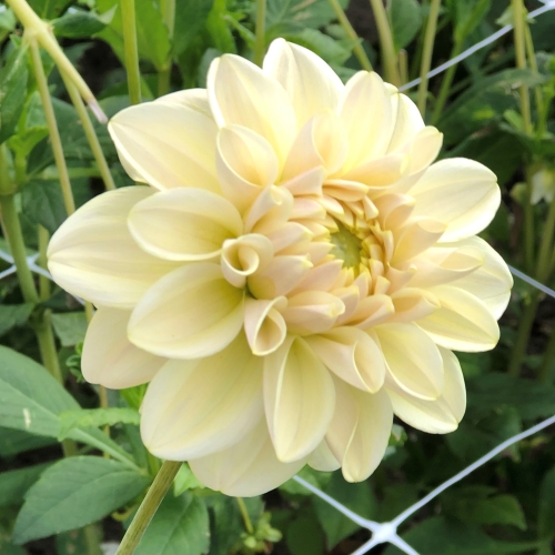 Dekorativdahlia 'Caramel Antique'