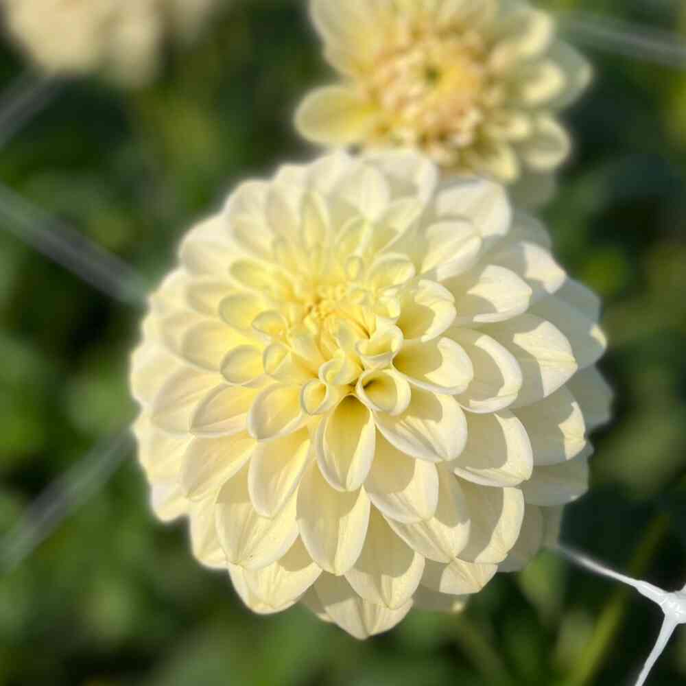 Dekorativdahlia 'Caramel Antique'