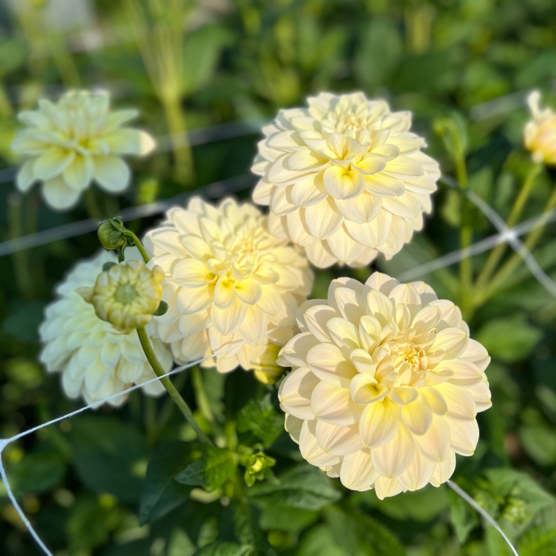 Dekorativdahlia 'Caramel Antique'