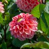 Koristedaalia 'Daisy Duke'