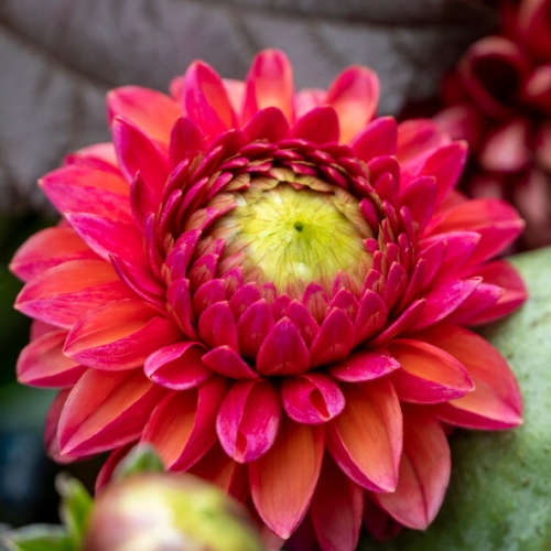 Dekorativdahlia 'Daisy Duke'