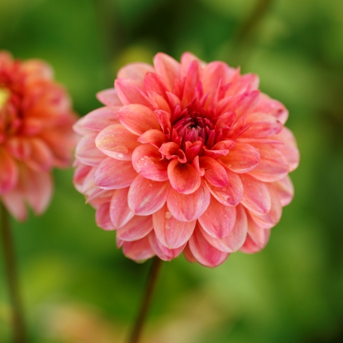 Dekorativdahlia 'Iced Tea'
