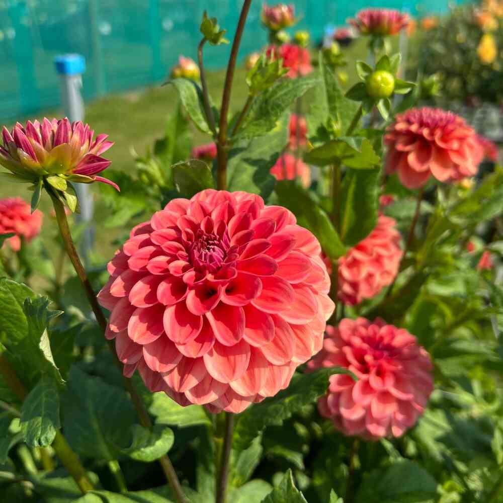 Dekorativdahlia 'Iced Tea'