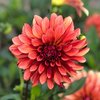 Koristedaalia 'Miss Brandy'