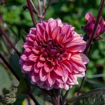 Dekorativdahlia 'Molly Raven'