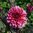 Koristedaalia 'Molly Raven'