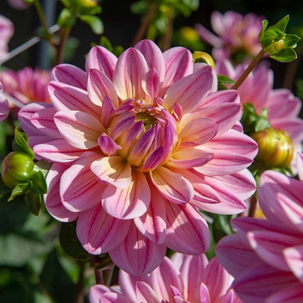 Koristedaalia 'Pink Magic'
