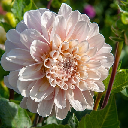 Dekorativdahlia 'Sweet Nathalie'