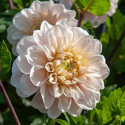 Dekorativdahlia 'Sweet Nathalie'
