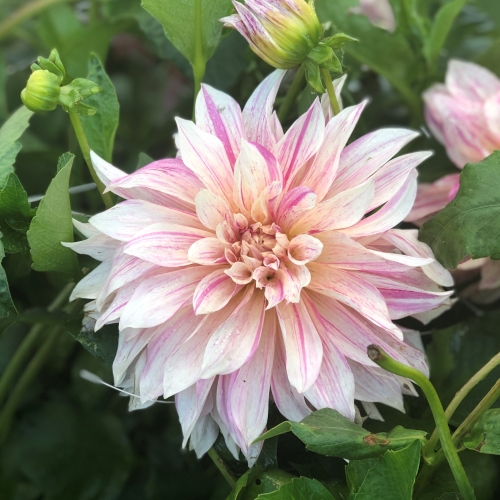 Dahlia Cafe au Lait Mix