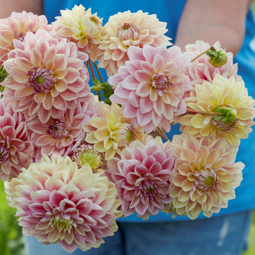 Dekorativdahlia 'Dusty Beauty'