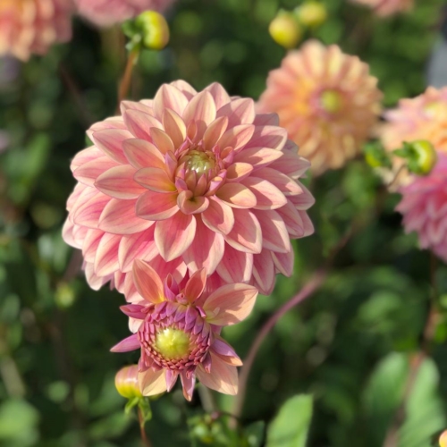 Dekorativdahlia 'Dusty Beauty'