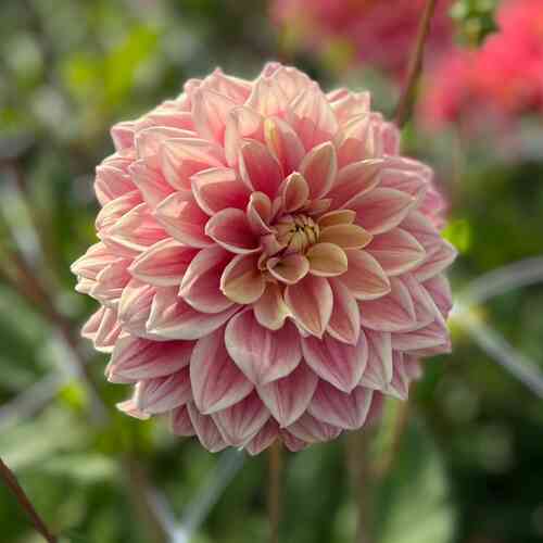 Dekorativdahlia 'Dusty Beauty'