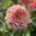 Dekorativdahlia 'Dusty Beauty'