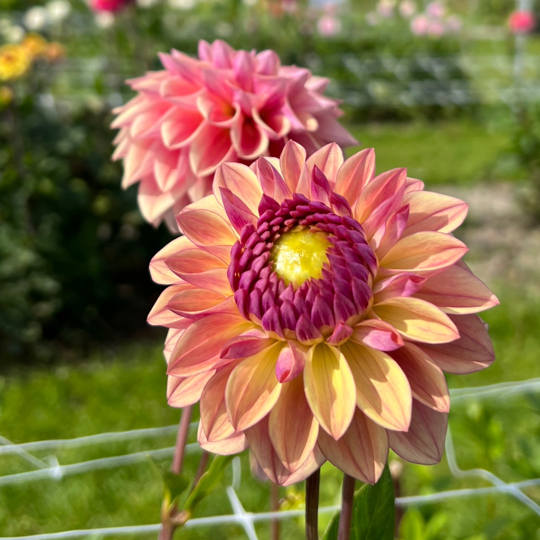 Dekorativdahlia 'Dusty Beauty'