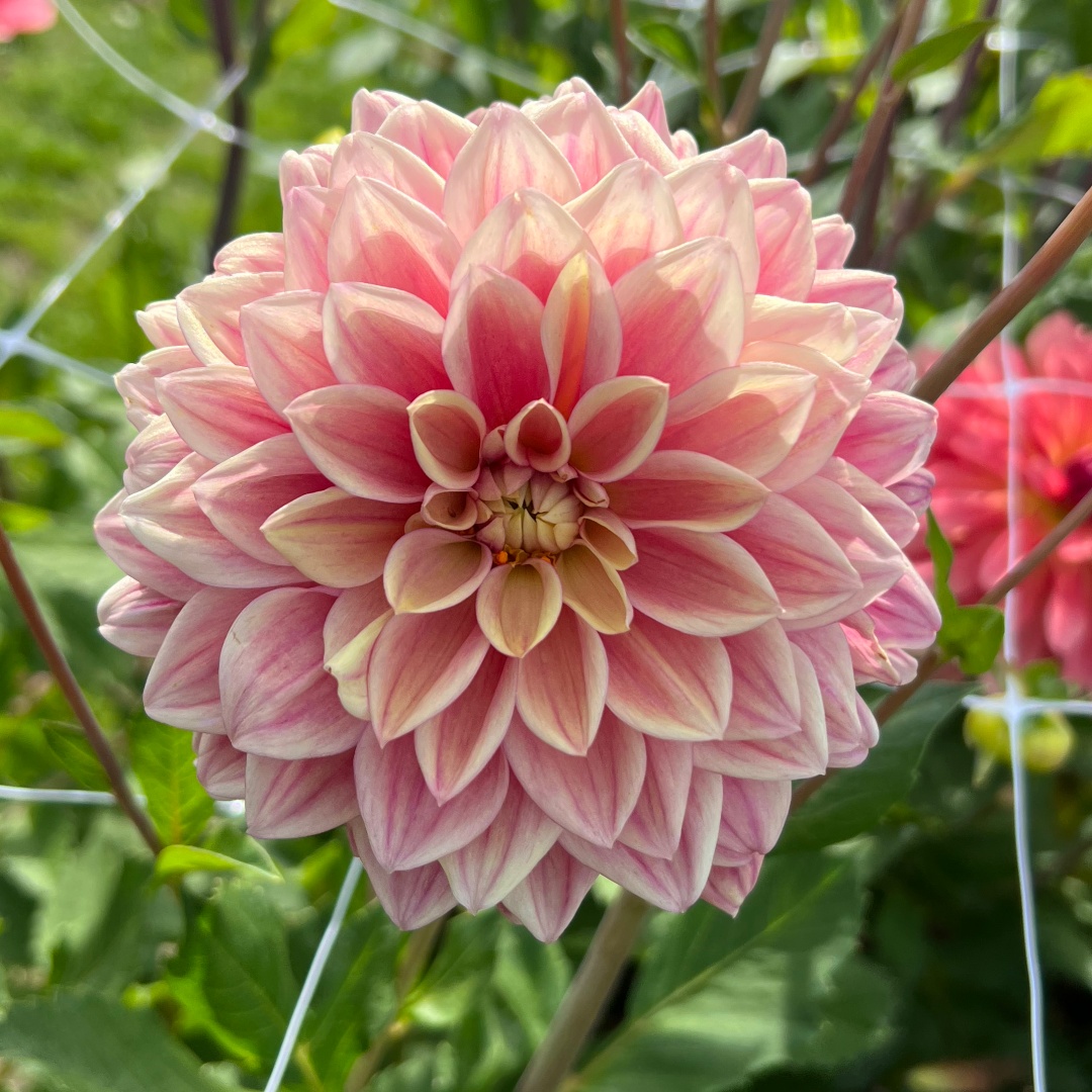 Dekorativdahlia 'Dusty Beauty'