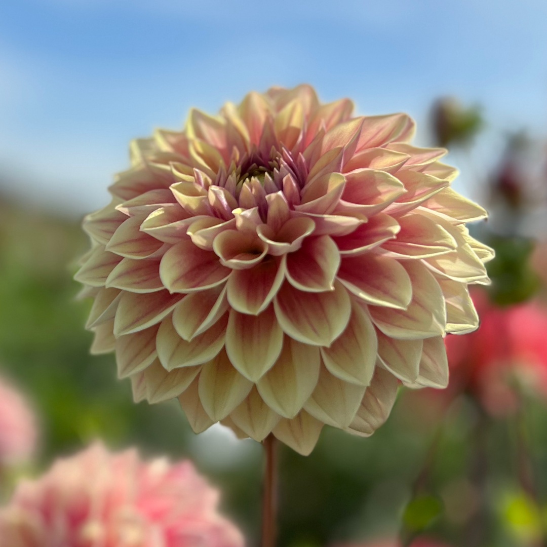 Dekorativdahlia 'Dusty Beauty'