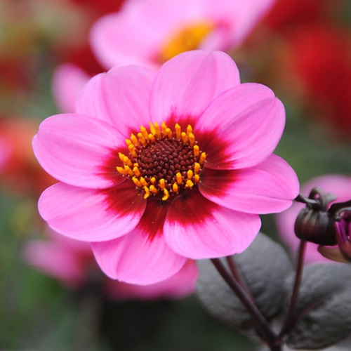 Dahlia HS  'Juliet'