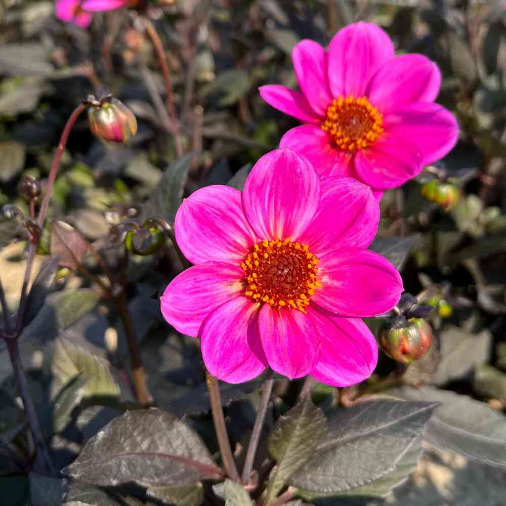 Dahlia HS  'Juliet'