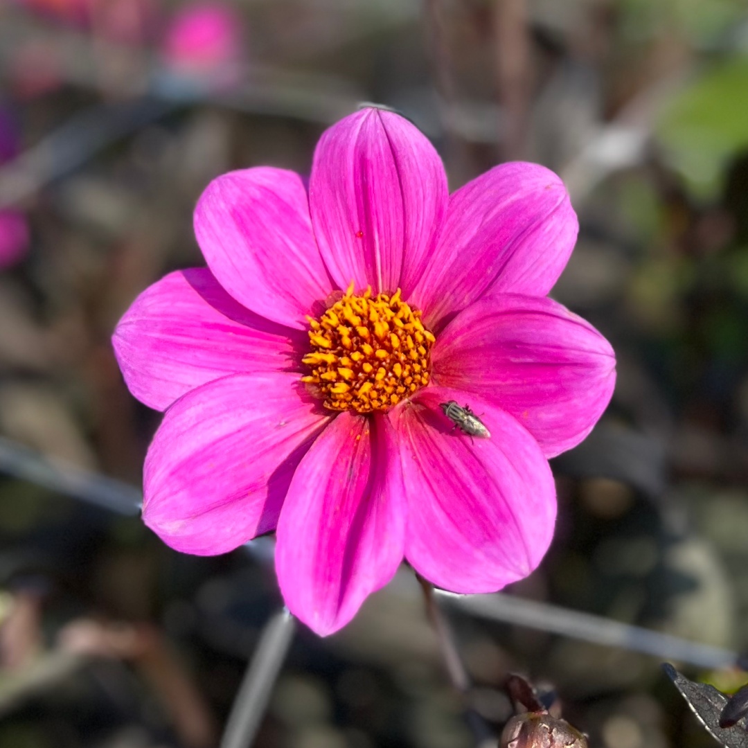Dahlia HS  'Juliet'